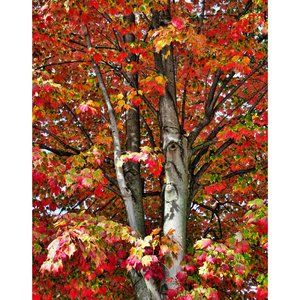 Trunk and Leaves  11 x 14 print